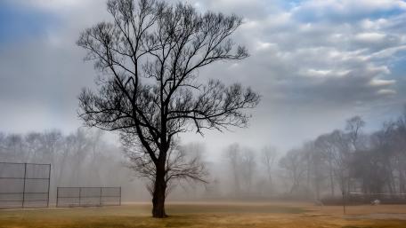 Mysterious Foggy Landscape with a Lone Tree wallpaper