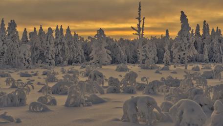 Winter Wonderland at Dusk wallpaper