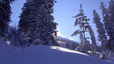Winter Wonderland in Tranquil Forest Scene wallpaper