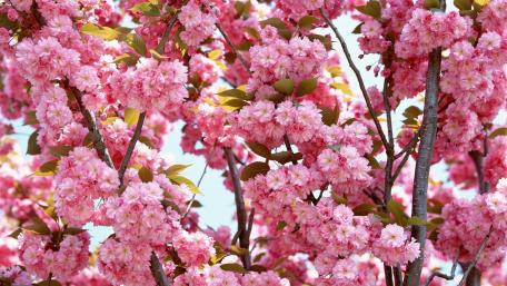 Blooming Cherry Blossom Serenity wallpaper