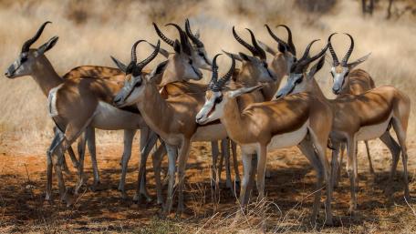 Majestic Group of Antelopes in Natural Habitat wallpaper