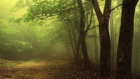 Enchanted Misty Forest Pathway wallpaper