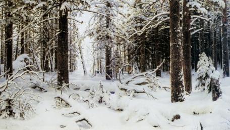 Silent Wilderness in Winter Wonderland wallpaper