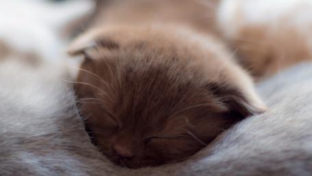 Cozy Kitten Nestled in Fur wallpaper
