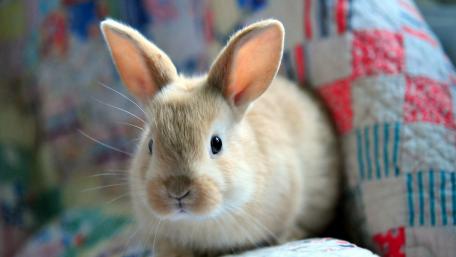 Cute Bunny on a Cozy Quilt wallpaper
