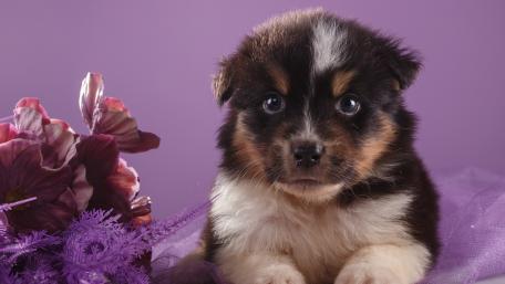 Cute Puppy with Flowers and Purple Background wallpaper