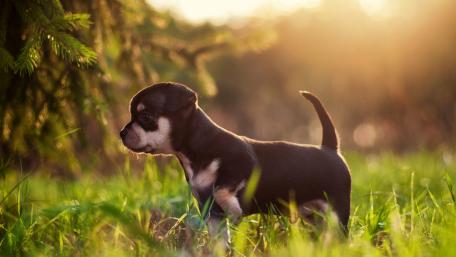 Cute Puppy Exploring Nature wallpaper