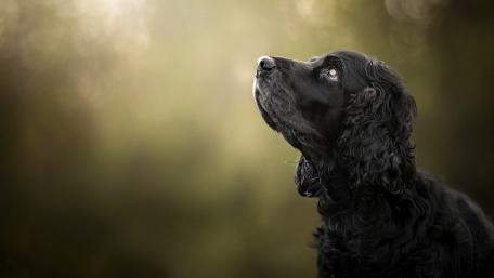 Majestic Black Dog Gazing Into the Distance wallpaper