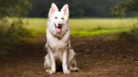 Majestic White Dog in Nature Scene wallpaper