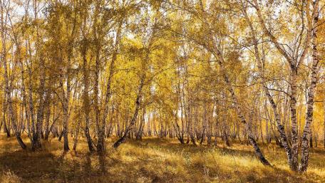Golden Autumn Bliss in a Birch Forest wallpaper