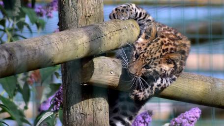 Playful Leopard Cub Climbing a Wooden Post wallpaper