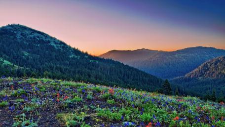 Vibrant Wildflowers at Dawn in the Mountains wallpaper