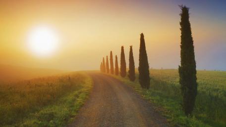 Serene Pathway at Dawn Amidst Cypress Trees wallpaper