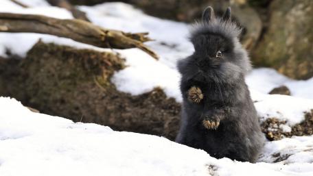 Charming Black Rabbit in a Winter Wonderland wallpaper