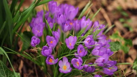 Vibrant Crocuses in Bloom wallpaper