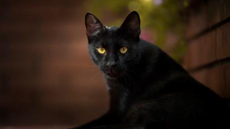 Mystical Black Cat in Natural Light wallpaper