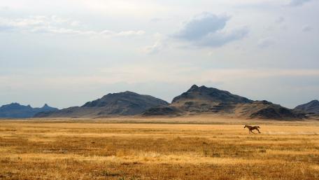 Expansive Plains Under a Cloudy Sky wallpaper