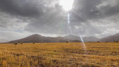 Golden Fields Under Dramatic Skies wallpaper