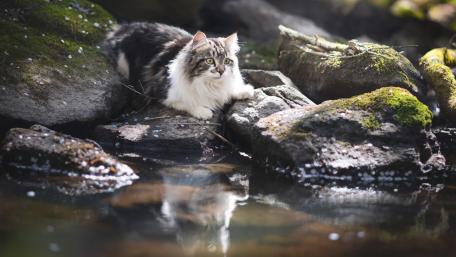 Whiskered Explorer on Rocky Shoreline wallpaper
