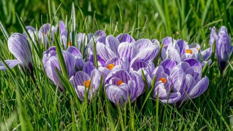 Purple Crocuses Blooming in a Lush Green Field wallpaper