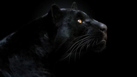 Majestic Panther in Shadowy Elegance wallpaper