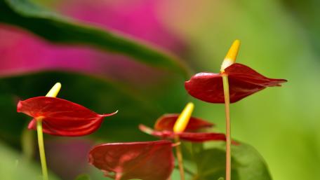 Vibrant Red Anthuriums in Bloom wallpaper