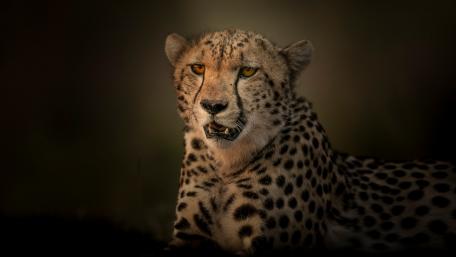Majestic Cheetah in Dark Serenity wallpaper