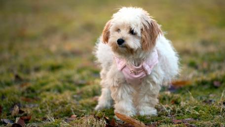 Adorable Fluffy Puppy in Field wallpaper