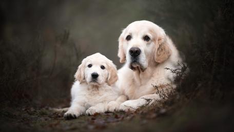 Golden Retrievers in a Serene Embrace wallpaper