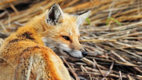 Golden Fox Amidst Nature's Beauty wallpaper