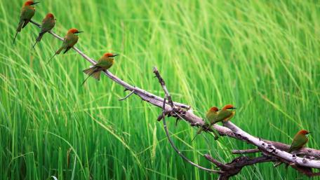 Colorful Birds Perched in Lush Nature Scene wallpaper