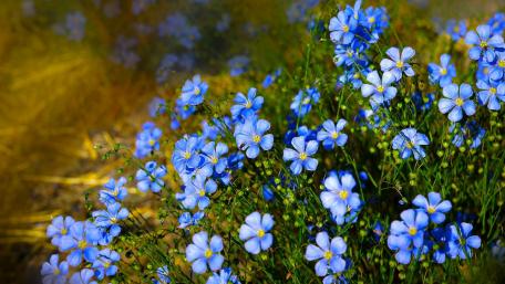 Blue Blossoms in Blooming Fields wallpaper