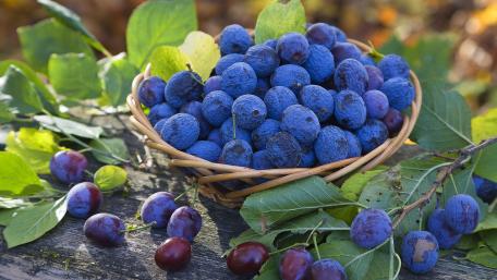 Freshly Picked Blue Plums in a Basket wallpaper