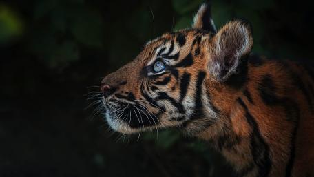 Majestic Tiger Cub Gazing Into the Wilderness wallpaper