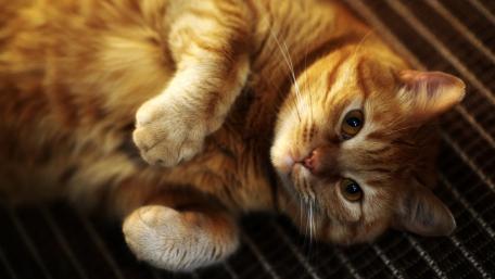 Playful Ginger Cat Relaxing on a Cozy Surface wallpaper