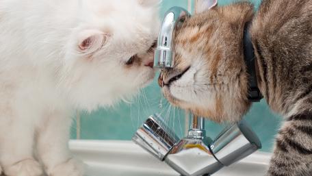 Curious Cats at the Water Faucet wallpaper