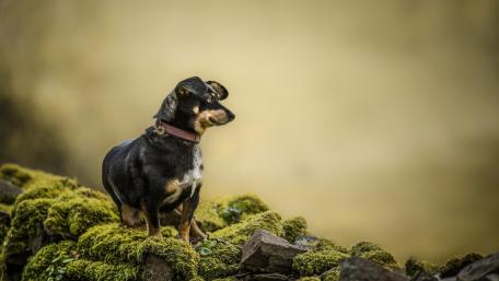 Charming Dog on Mossy Rocks wallpaper