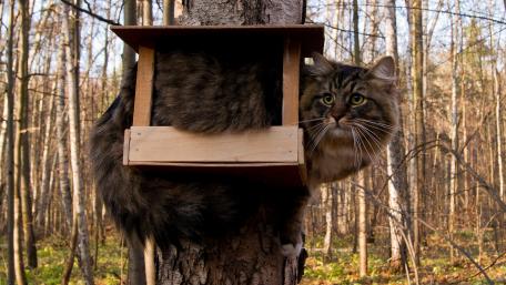 Curious Cat in a Forest Habitat wallpaper