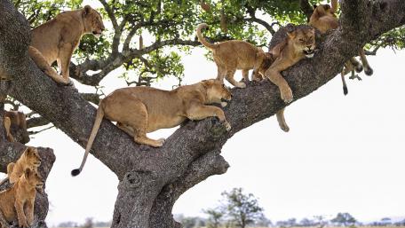 Majestic Lions Climbing Tree Together wallpaper