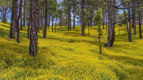 Vibrant Meadow Among Towering Pines wallpaper