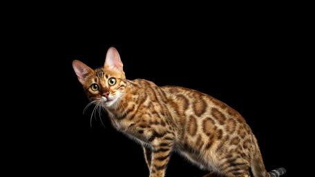 Striking Bengal Cat in Spotlight wallpaper