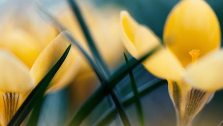 Golden Blooming Crocuses in Nature Magic wallpaper