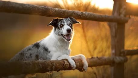 Joyful Dog at Sunset on the Farm wallpaper