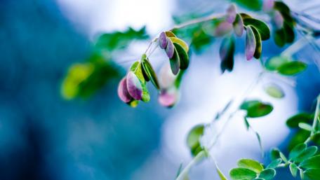 Delicate Green Leaves in Soft Focus wallpaper
