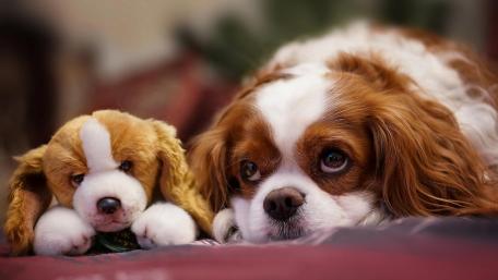 Playful Companions in a Cozy Moment wallpaper