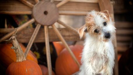 Adorable Puppy Among Pumpkins in Autumn Setting wallpaper