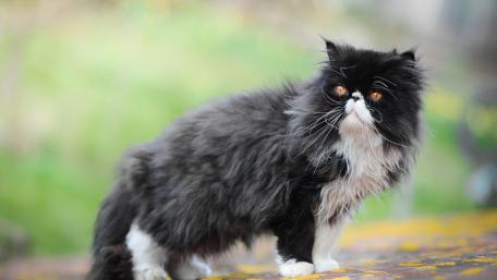 Fluffy Persian Cat in Nature Scene wallpaper