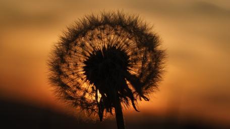 Dandelion Silhouette Against Sunset Glow wallpaper