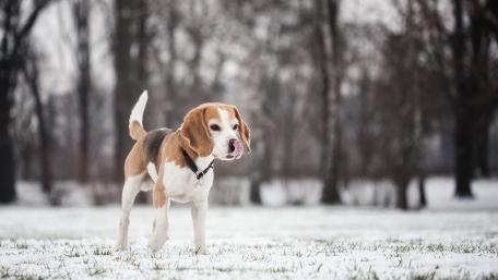 Playful Beagle Enjoying a Snowy Day wallpaper