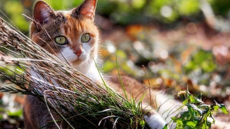 Charming Cat in a Sunlit Garden wallpaper